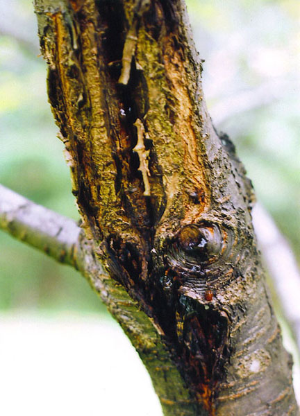 bacterial canker of cherry